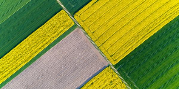 Yellow and green rectangular fields