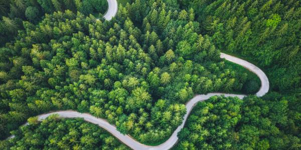 Curvy road through green forest