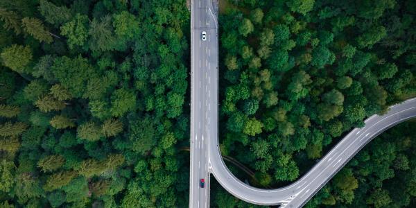 Intersection in green forest