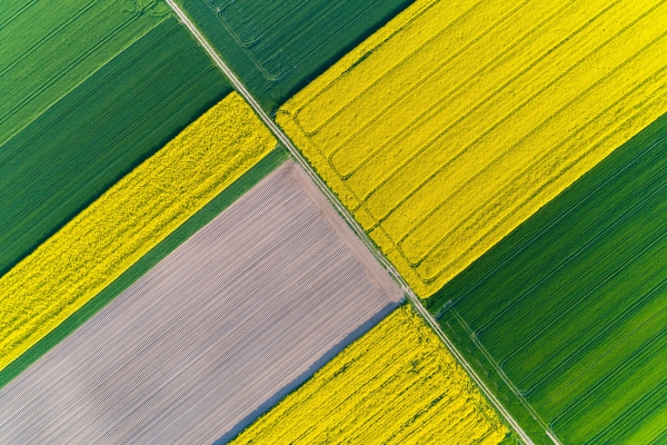 Yellow and green rectangular fields