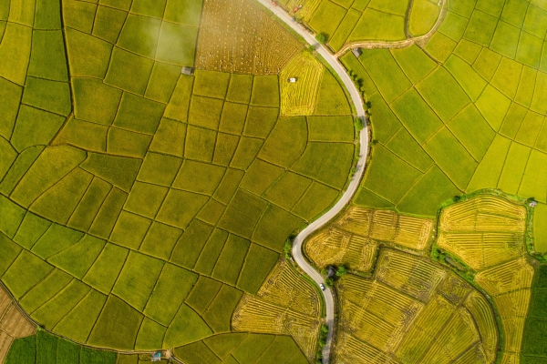 Yellow and green fields