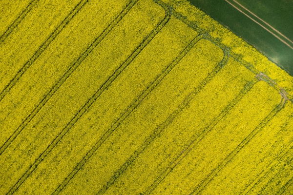 Green field