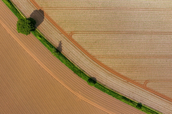 Yellow field with line of grass