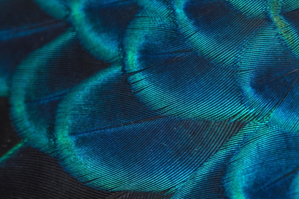 Blue and Green Fish Scales Close Up