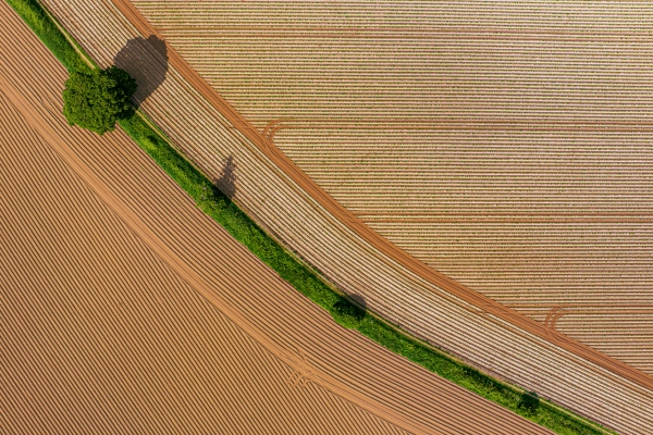 Brown desert with green strip of forest