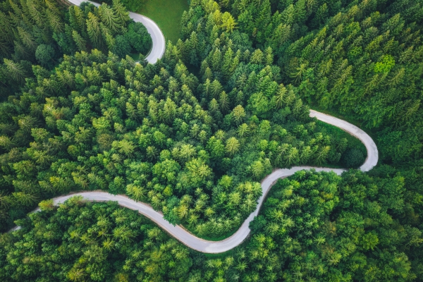 Curvy road through green forest