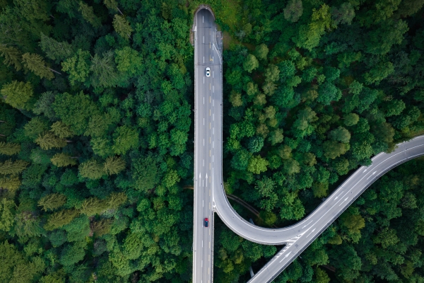 Intersection in green forest
