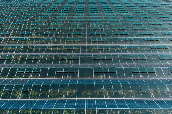 Rows of greenhouse windows