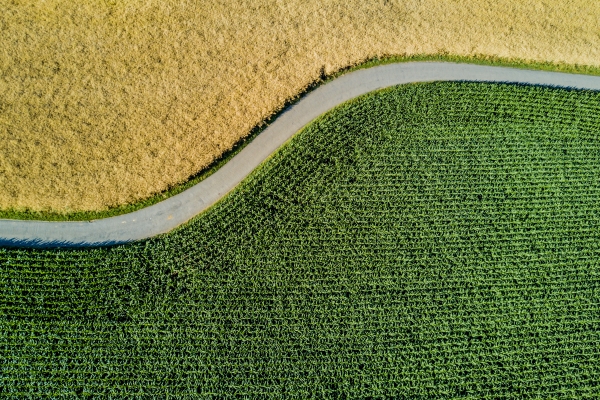Path in a field