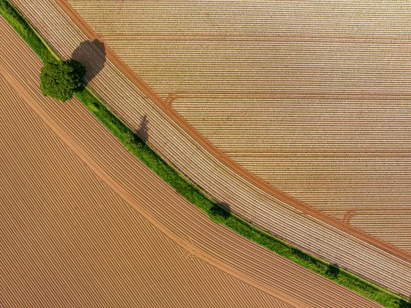 Brown desert with green strip of forest