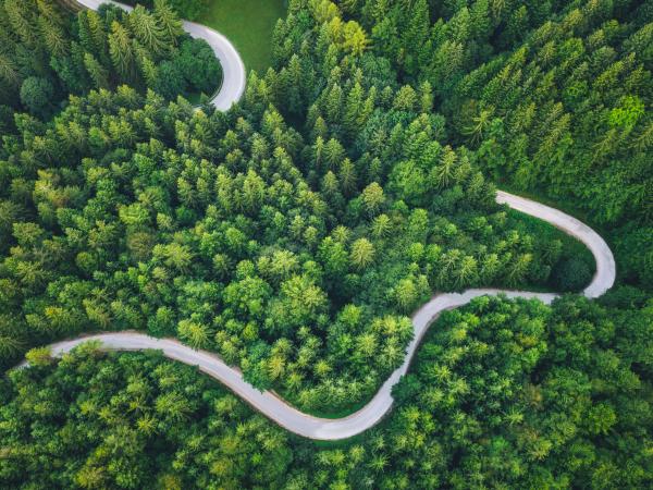 Curvy road through green forest