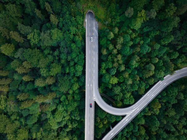 Intersection in green forest