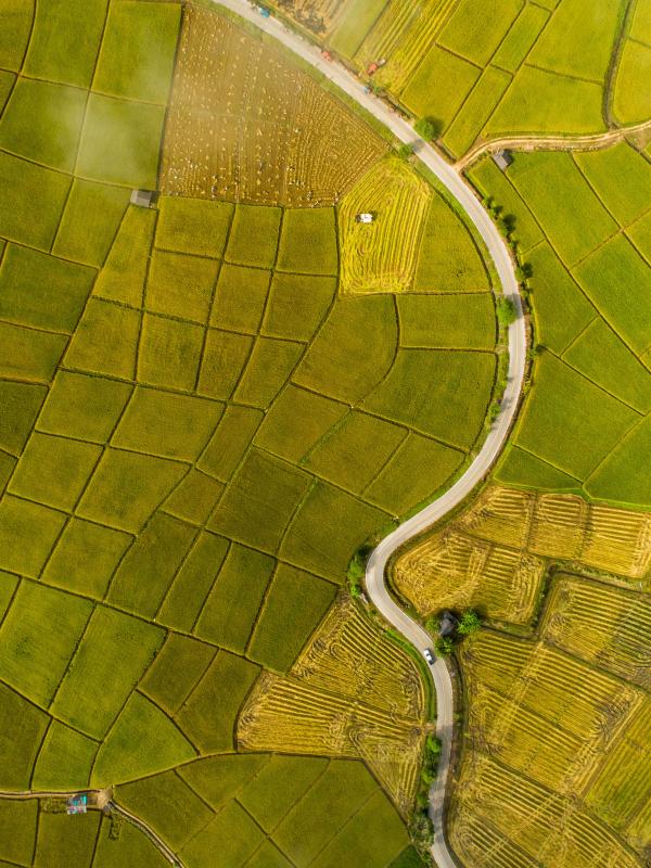 Yellow and green fields