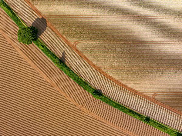 Brown desert with green strip of forest
