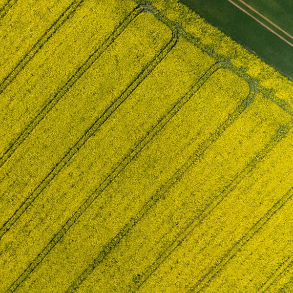 Diagonal yellow farm land in rows