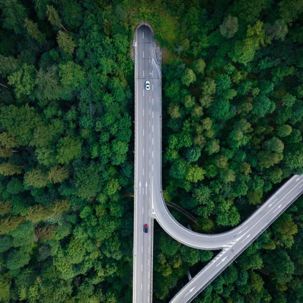Intersection in green forest