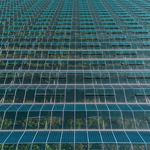 Rows of greenhouse windows