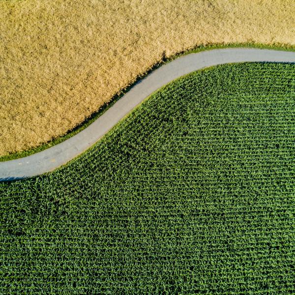 Path in a field