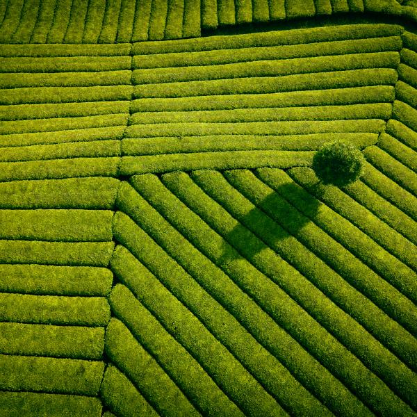 Image of green fields